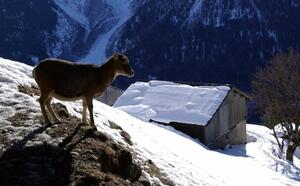 Avec les animaux : Chamonix Mont Blanc